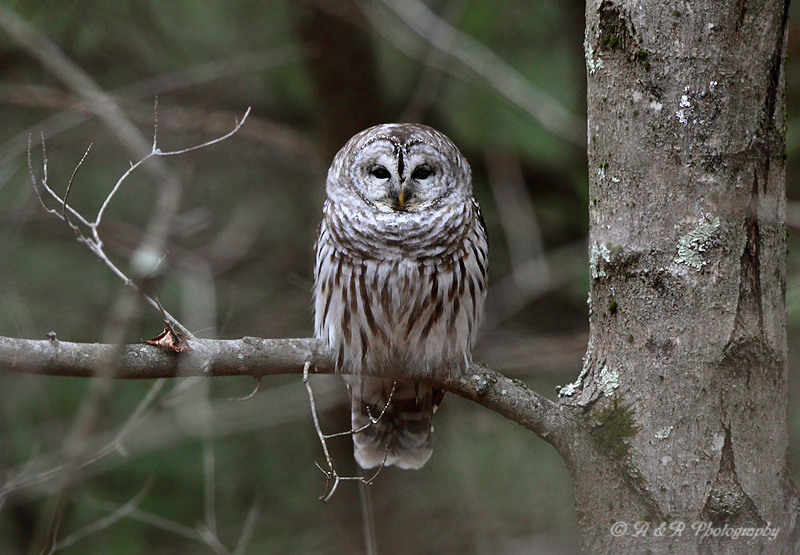 Barred Owl pb (Chepachet RI)