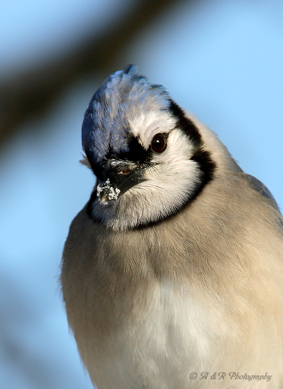 Bluejay with snow pb.jpg