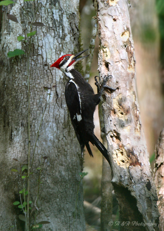 Pileated Woodpecker pb.jpg