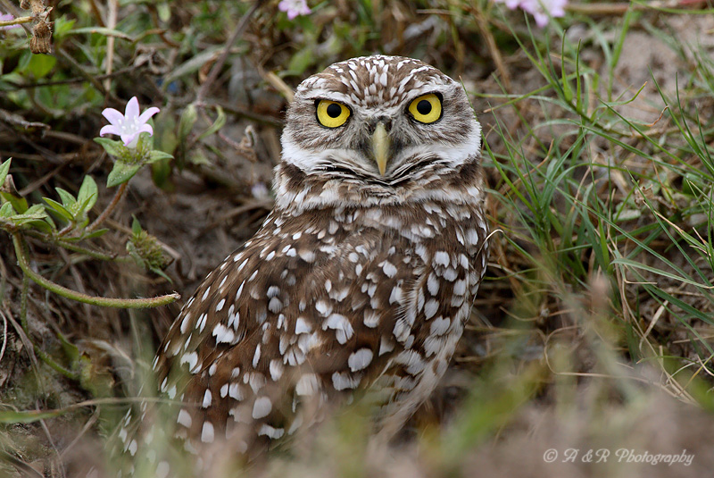Burrowing Owl 4 pb.jpg