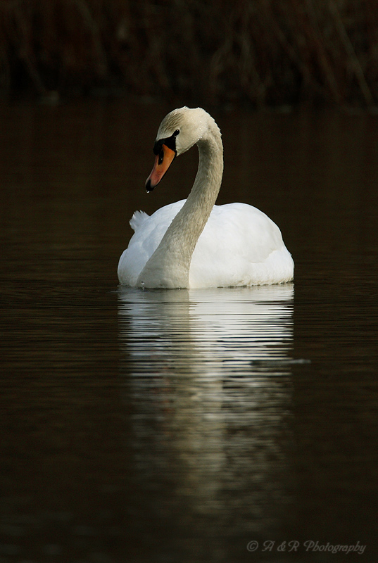 Swan pb.jpg