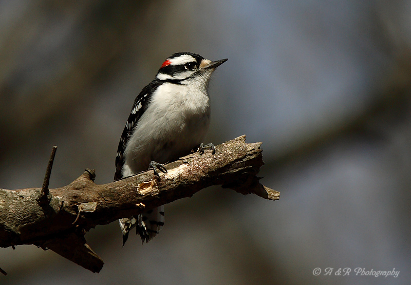 Downy Woodpecker 2 pb.jpg