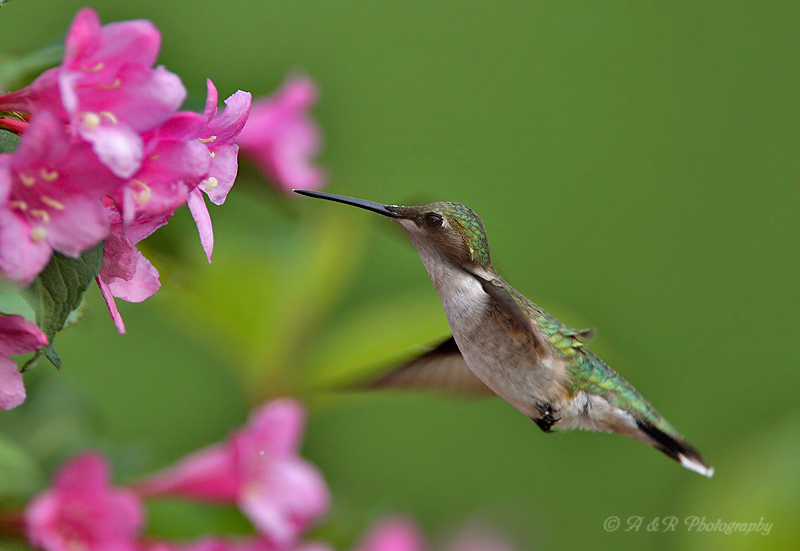 Hummingbird 5 pb.jpg