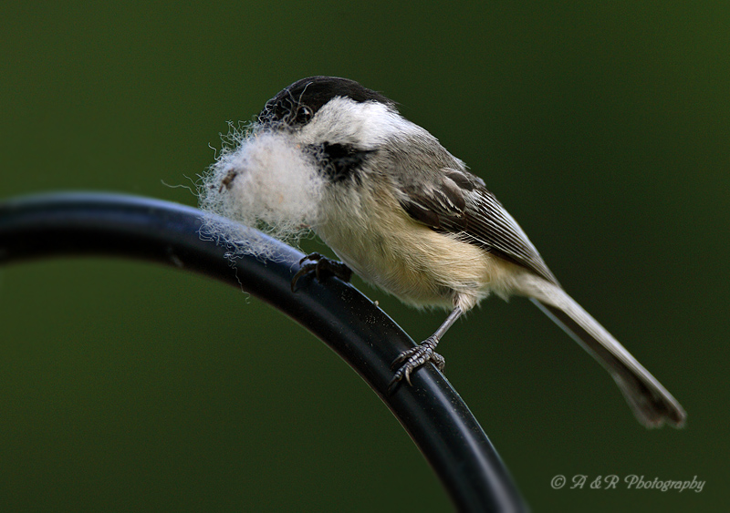 Nesting material pb.jpg