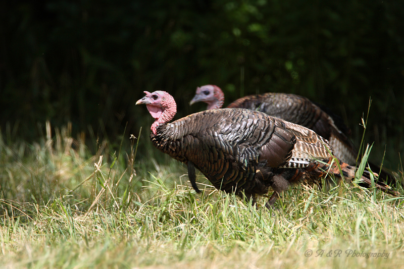 Turkeys 2 pb.jpg