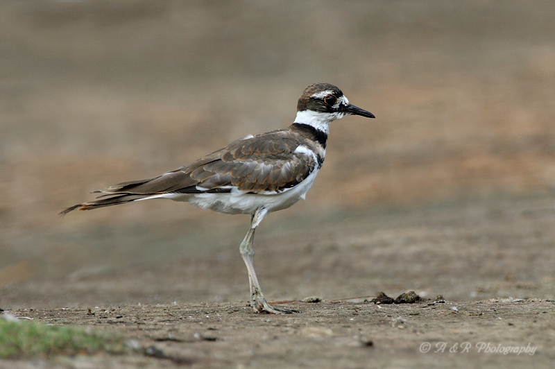 Killdeer pb.jpg