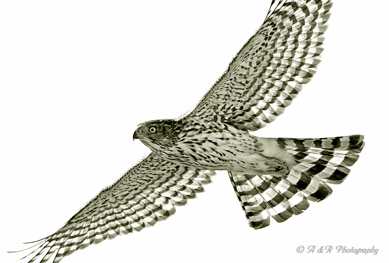 Immature Coopers Hawk pb.jpg