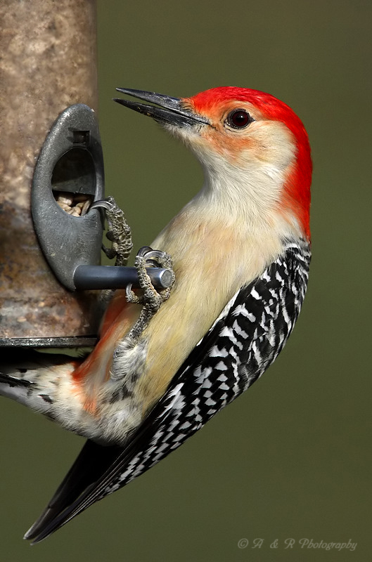 Red Bellied Woodpecker pb.jpg