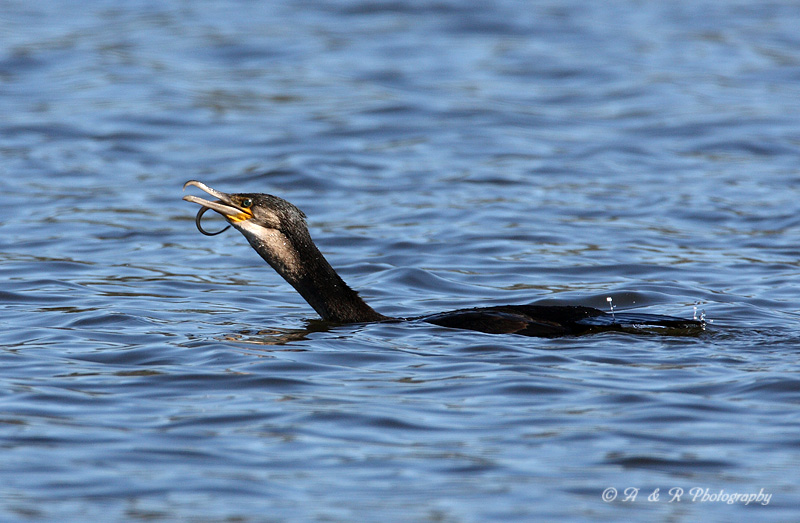 Cormorant with eel pb.jpg