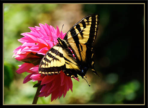 Butterfly Pink Pet-22.jpg