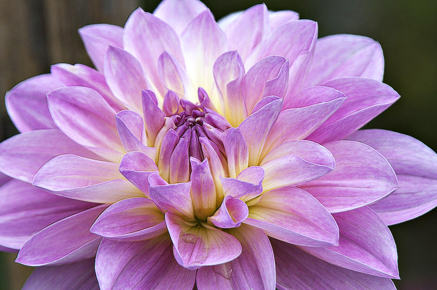 dahlia 4145.jpg