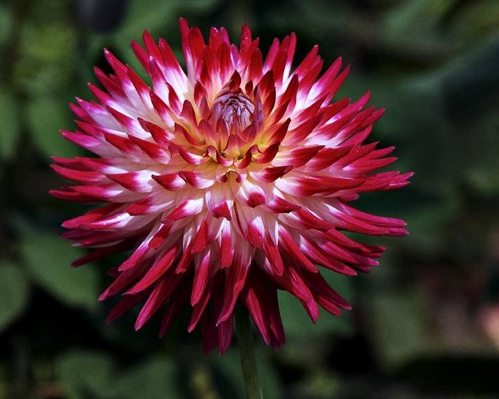 Kenora Fantastic dahlia4119.jpg