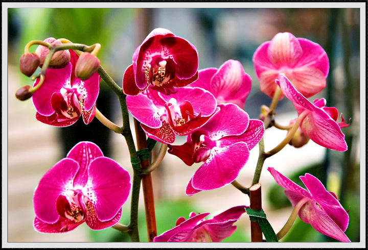 orchid 7995-1.jpg