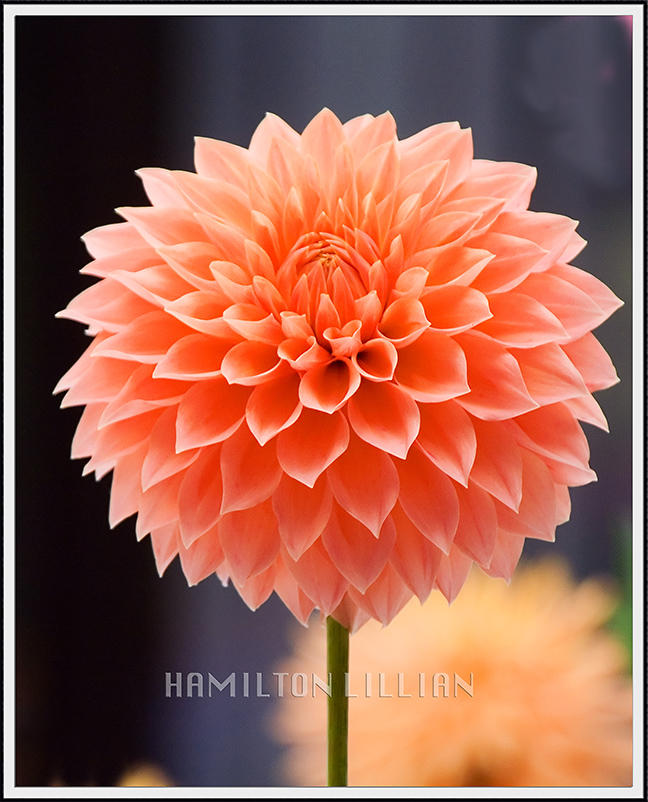 Hamilton Lillian dahlia 4641.jpg