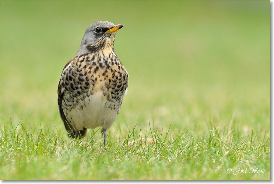 kramsvogel_DSC_7112.JPG