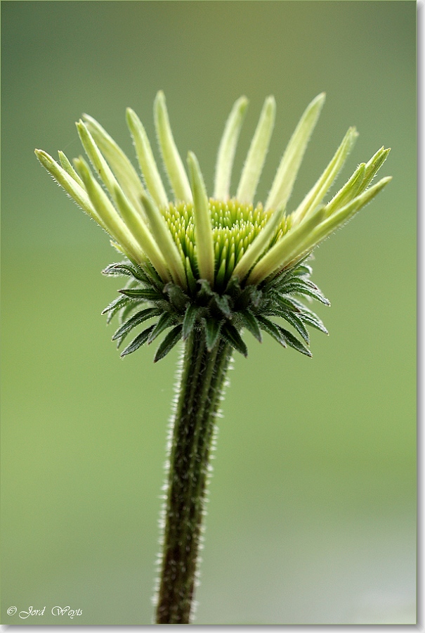 Echinacea_DSC_3024.JPG
