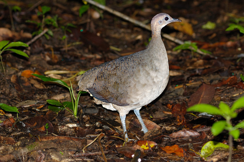 great tinamou