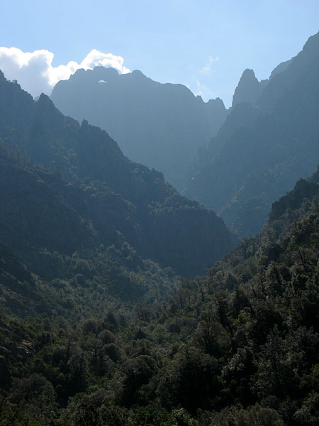 kalli0590w.jpg