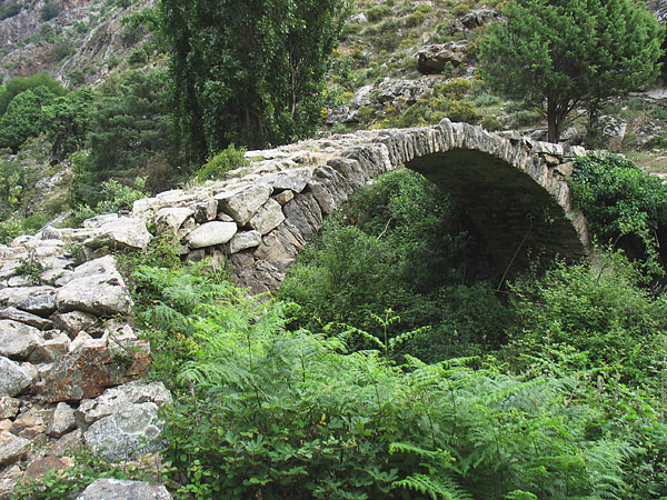 kalli0880w.jpg
