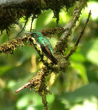 White-tailed Hummingbird