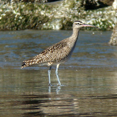 Whimbrel