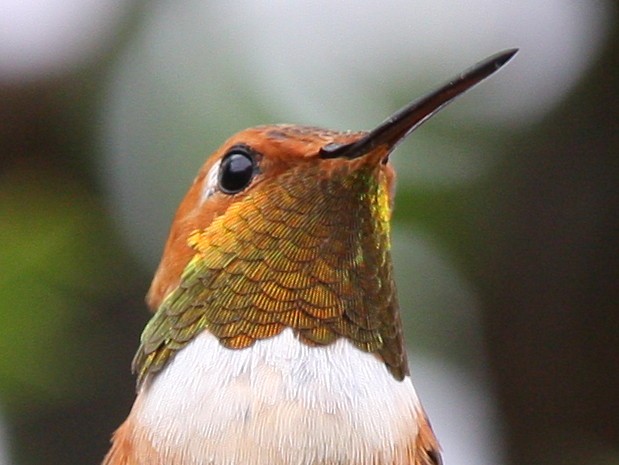 Rufous Hummingbird