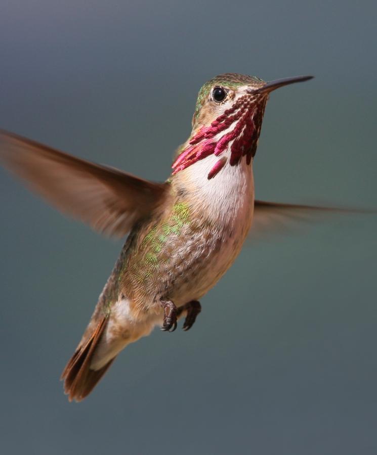 Calliope Hummingbird