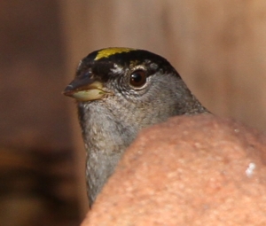 2010_birds