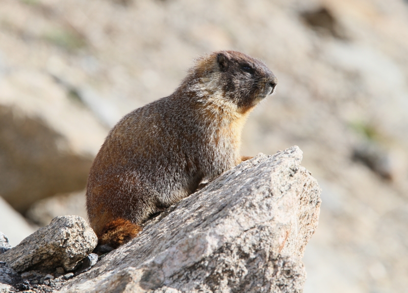 Yellow-bellied Marmot