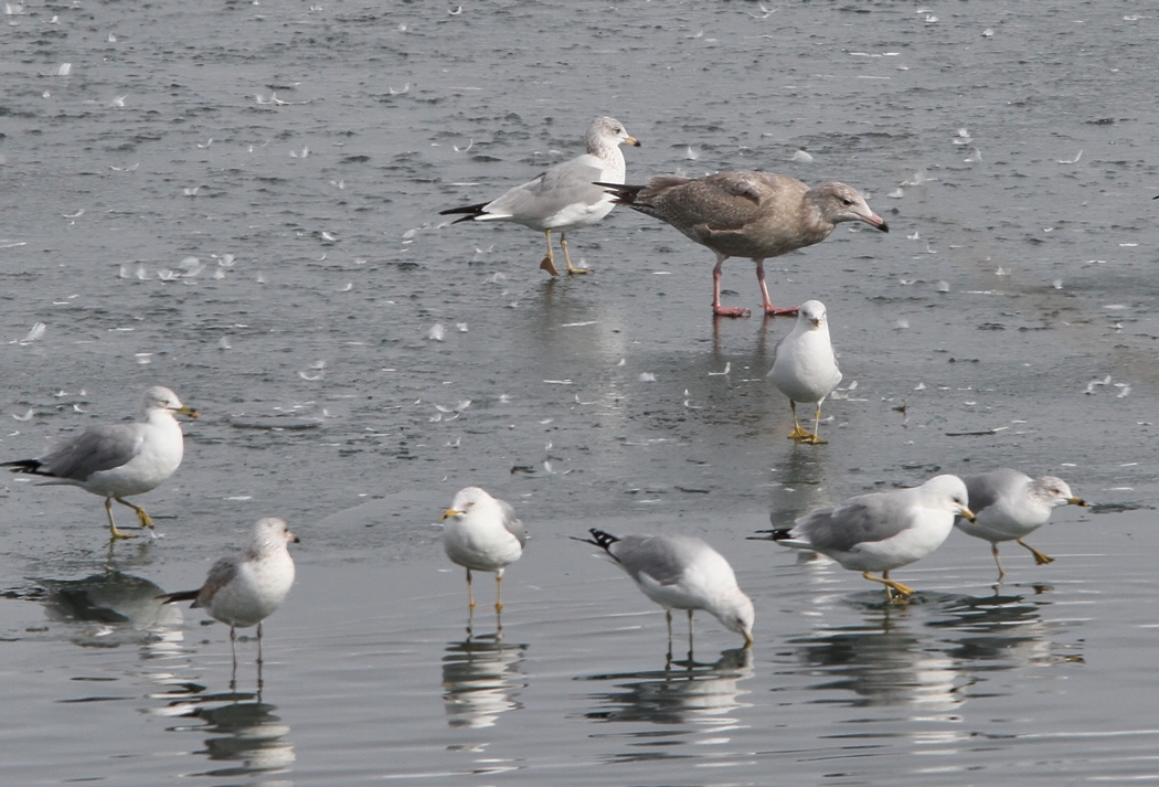 Glaucous X Herring Gull