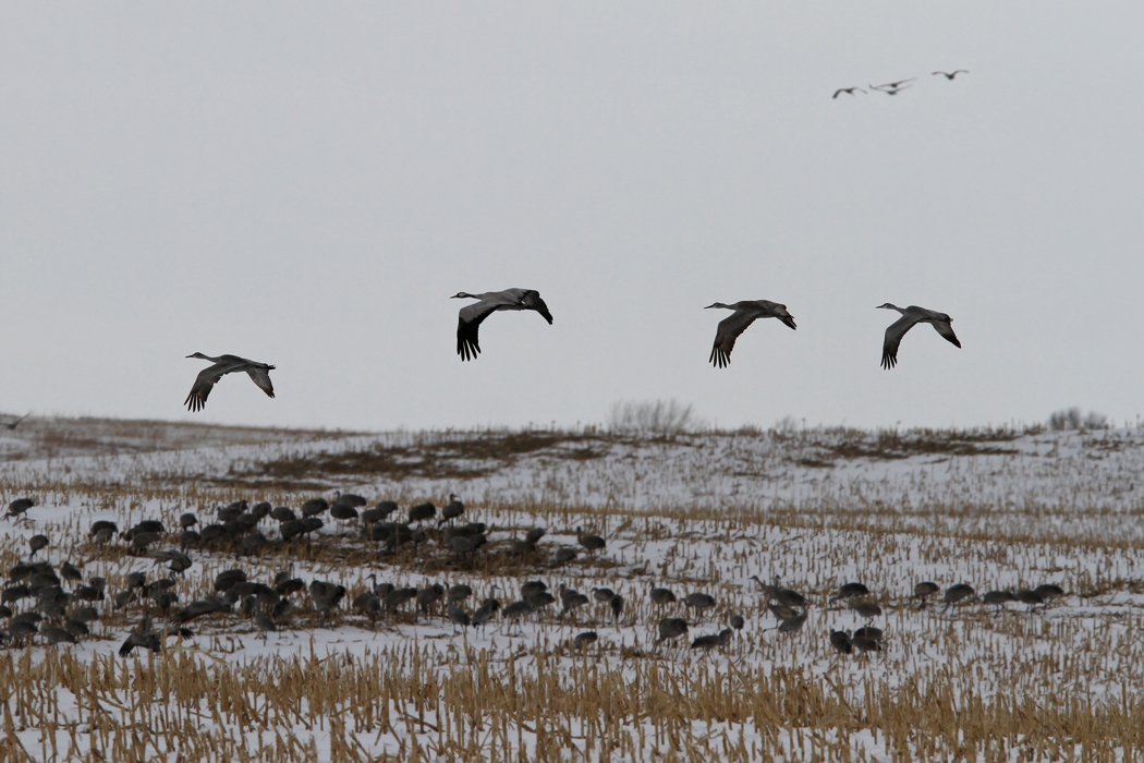 Common Crane