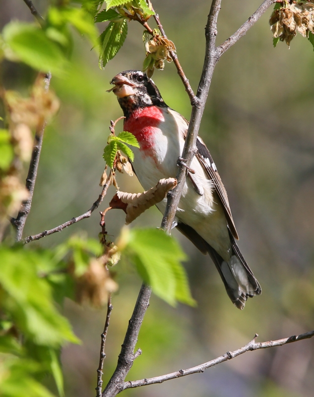 Rose-breasted Grosbeak