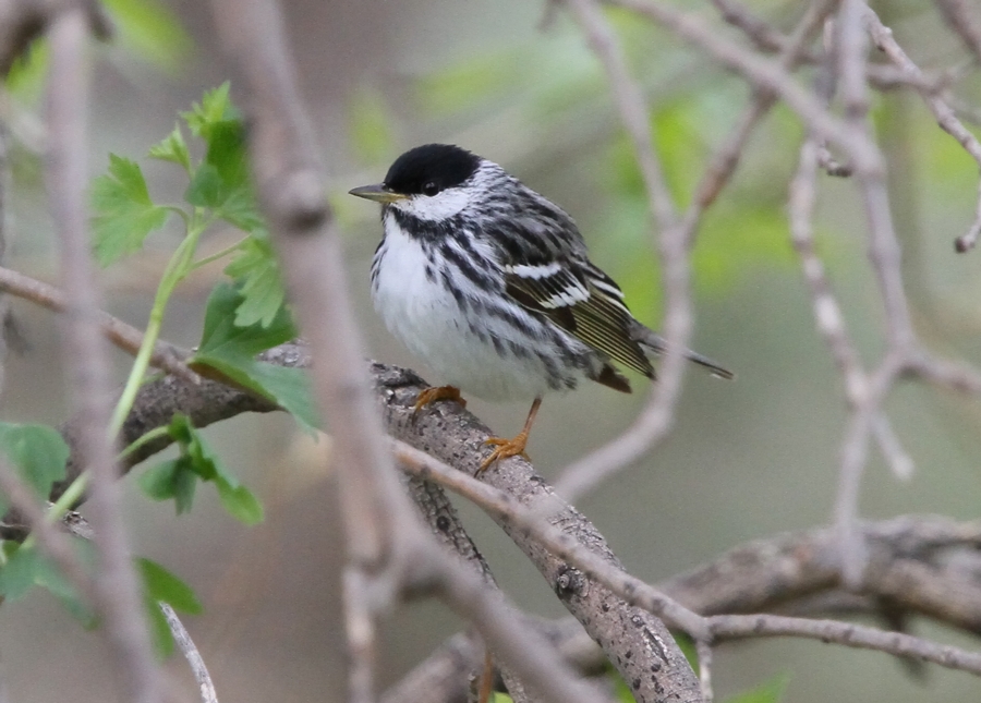 Blackpoll Warbler