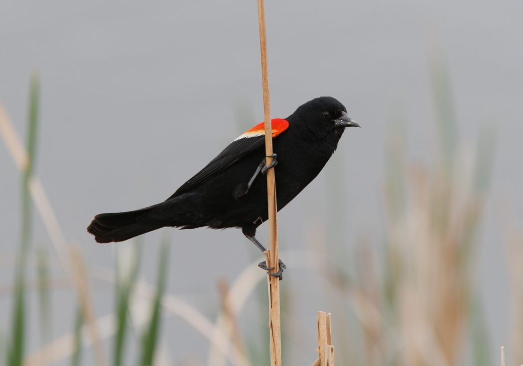 Red-winged Blackbird