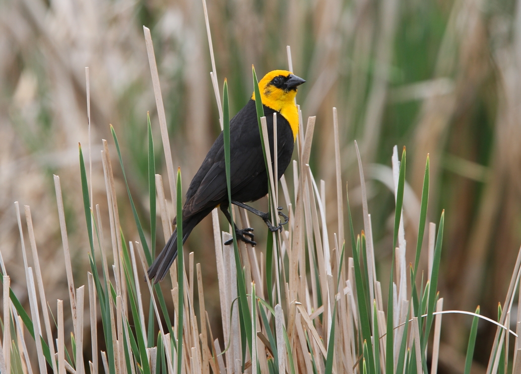 Yellow-headed Blackbird