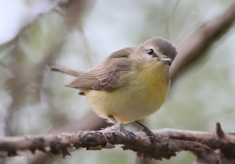 Philadelphia Vireo