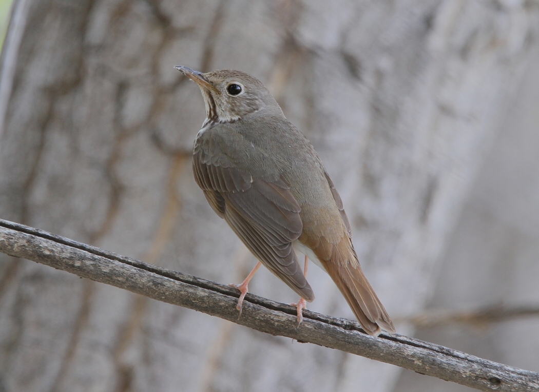 Hermit Thrush