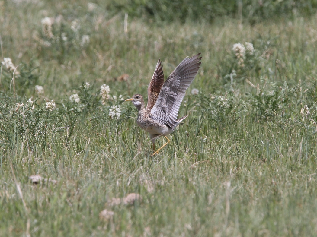 Upland Sandpiper