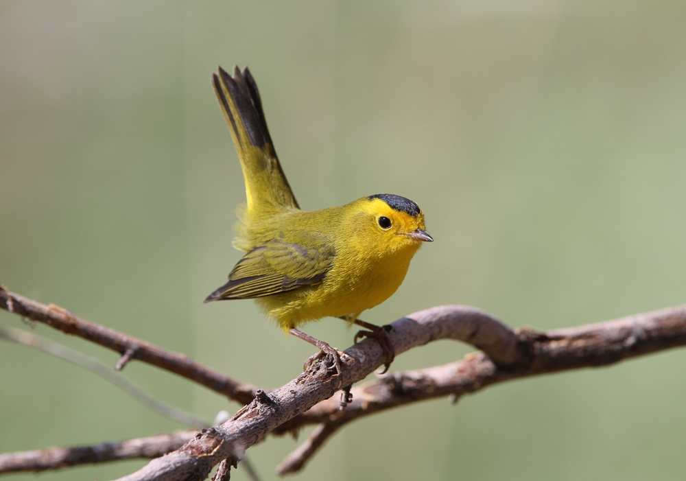 Wilsons Warbler