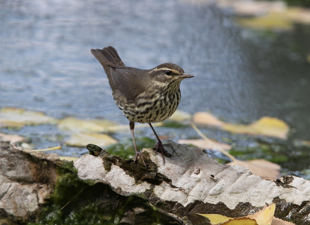 Northern Waterthrush