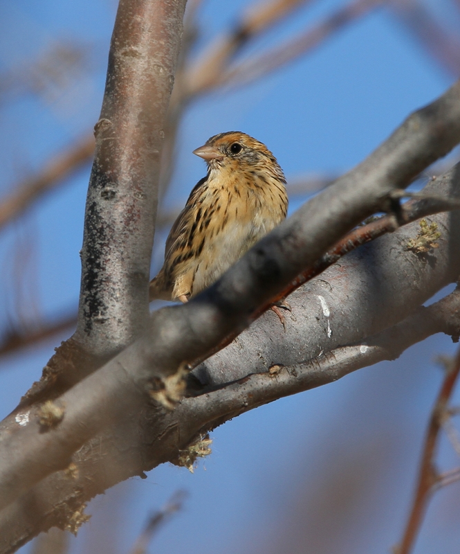 LeContes Sparrow