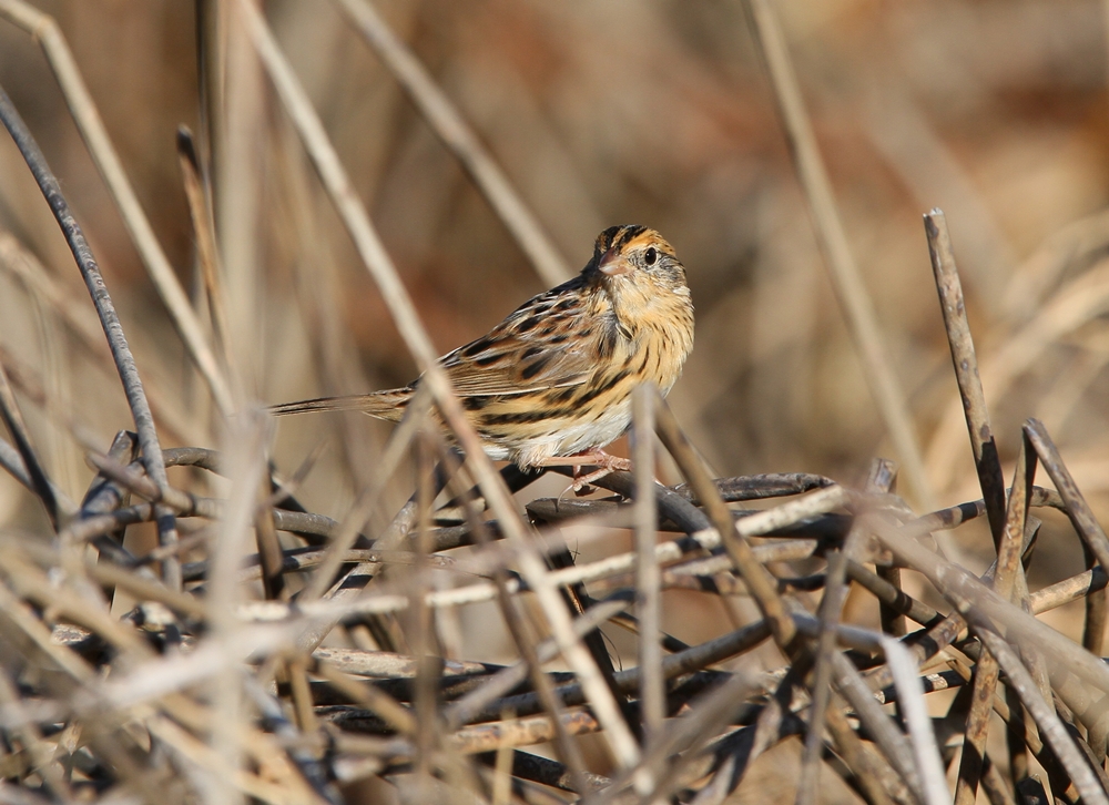 LeContes Sparrow