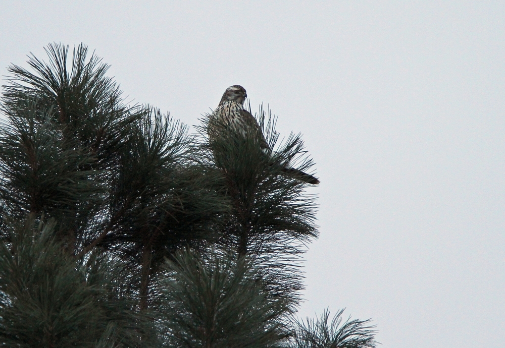 Northern Goshawk