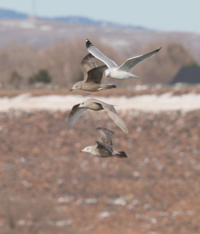 Kumliens Iceland Gull (ostensible)