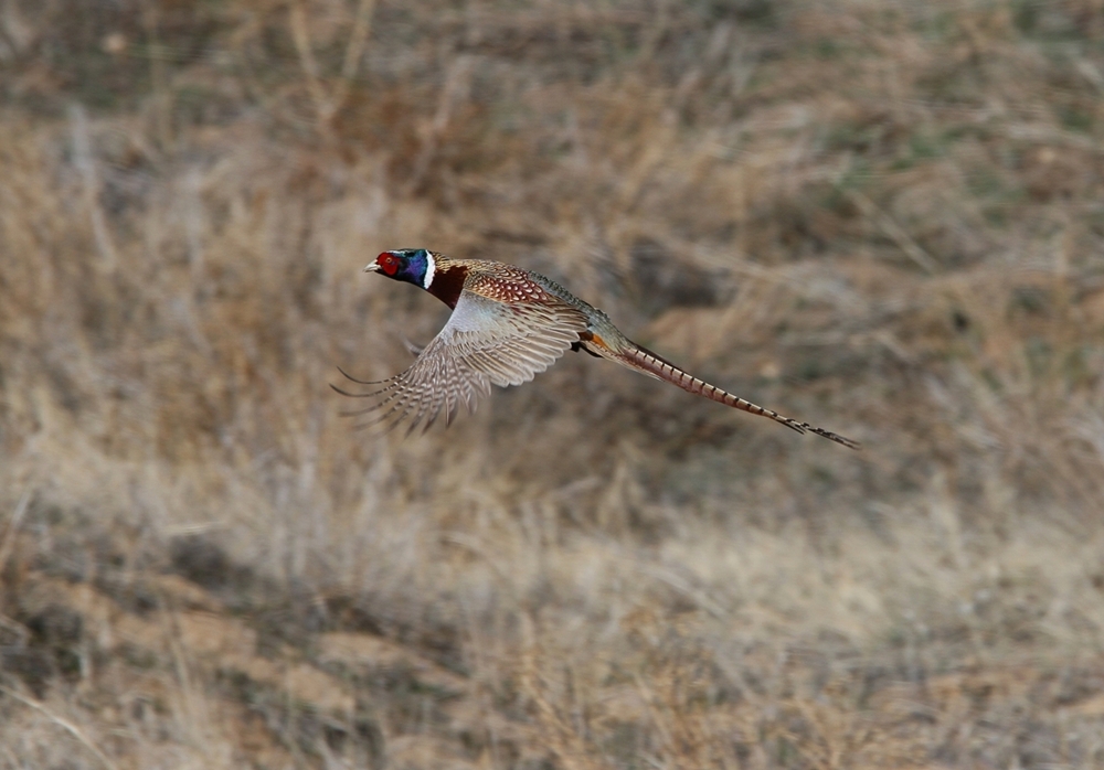 Ring-necked Pheasant