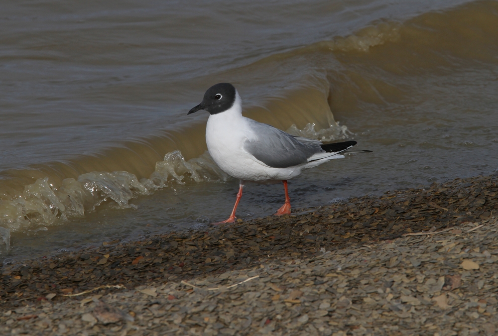 Bonapartes Gull