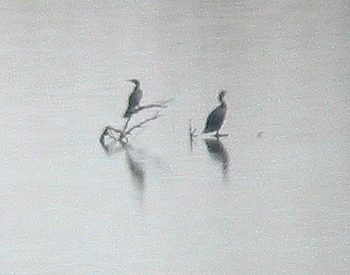 Neotropic Cormorant and Double-crested Cormorant