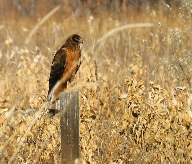 Northern Harrier