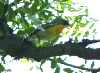 tropical_parula