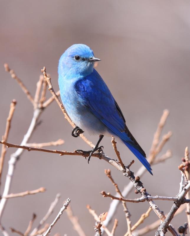 Mountain Bluebird